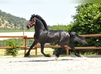 Konie fryzyjskie, Ogier, 4 lat, 167 cm, Kara