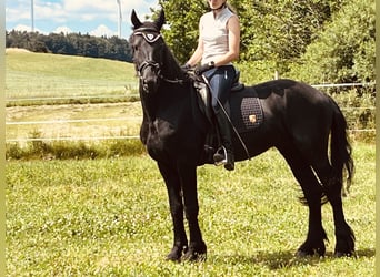 Konie fryzyjskie, Ogier, 4 lat, Kara