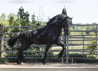 Konie fryzyjskie, Ogier, 5 lat, 163 cm, Kara
