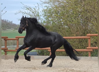Konie fryzyjskie, Ogier, 5 lat, 163 cm, Kara