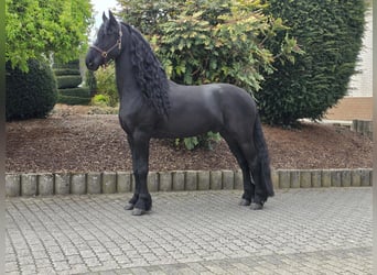 Konie fryzyjskie, Ogier, 5 lat, 163 cm, Kara