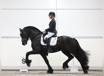 Konie fryzyjskie, Ogier, 5 lat, 164 cm, Kara
