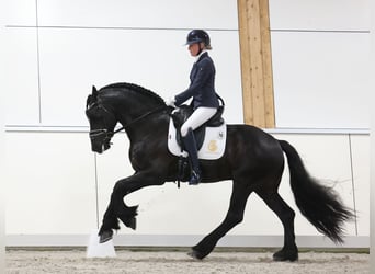 Konie fryzyjskie, Ogier, 5 lat, 164 cm, Kara