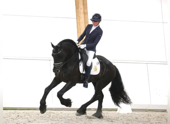 Konie fryzyjskie, Ogier, 5 lat, 164 cm, Kara