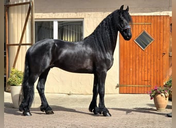 Konie fryzyjskie, Ogier, 5 lat, 165 cm, Kara