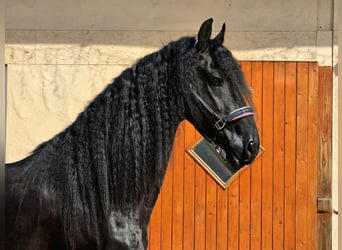 Konie fryzyjskie, Ogier, 5 lat, 165 cm, Kara