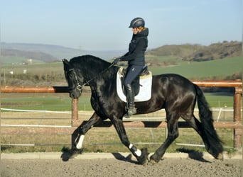 Konie fryzyjskie, Ogier, 5 lat, 167 cm, Kara
