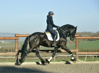 Konie fryzyjskie, Ogier, 5 lat, 167 cm, Kara