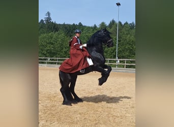 Konie fryzyjskie, Ogier, 5 lat, 170 cm, Kara