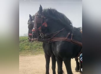 Konie fryzyjskie, Ogier, 6 lat, 162 cm, Kara