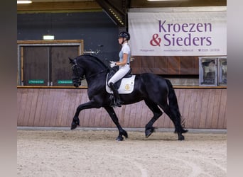 Konie fryzyjskie, Ogier, 6 lat, 165 cm, Kara