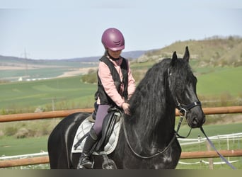 Konie fryzyjskie, Ogier, 6 lat, 165 cm, Kara