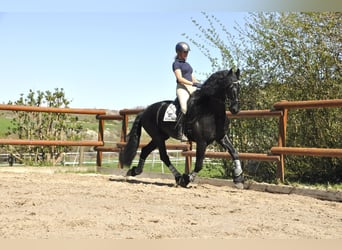 Konie fryzyjskie, Ogier, 6 lat, 165 cm, Kara