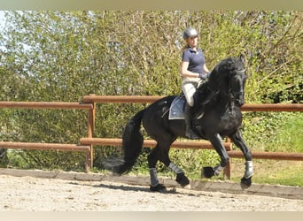Konie fryzyjskie, Ogier, 6 lat, 165 cm, Kara