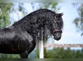 Konie fryzyjskie, Ogier, 6 lat, 166 cm, Kara