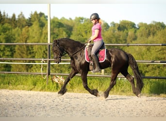 Konie fryzyjskie, Ogier, 6 lat, 166 cm, Kara