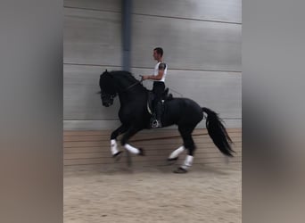 Konie fryzyjskie, Ogier, 6 lat, 172 cm, Kara