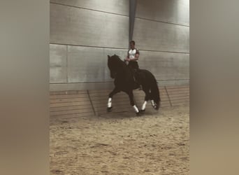 Konie fryzyjskie, Ogier, 6 lat, 172 cm, Kara