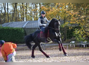 Konie fryzyjskie, Ogier, 7 lat, 163 cm, Kara