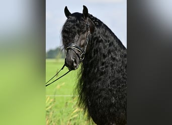 Konie fryzyjskie, Ogier, 7 lat, 163 cm, Kara