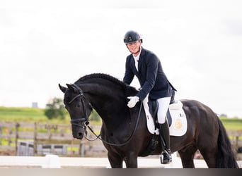 Konie fryzyjskie, Ogier, 7 lat, 165 cm, Kara
