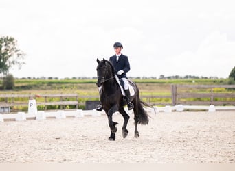 Konie fryzyjskie, Ogier, 7 lat, 165 cm, Kara