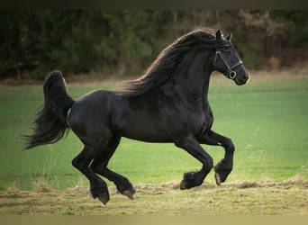 Konie fryzyjskie, Ogier, 7 lat, 166 cm, Kara