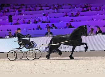 Konie fryzyjskie, Ogier, 7 lat, 170 cm, Kara