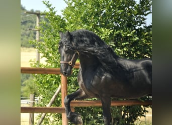 Konie fryzyjskie, Ogier, 8 lat, 166 cm, Kara