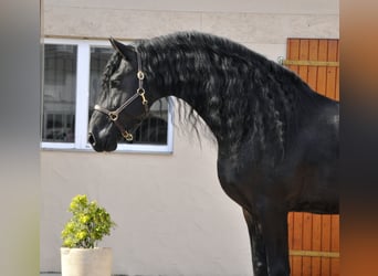 Konie fryzyjskie, Ogier, 8 lat, 166 cm, Kara