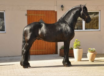 Konie fryzyjskie, Ogier, 8 lat, 166 cm, Kara