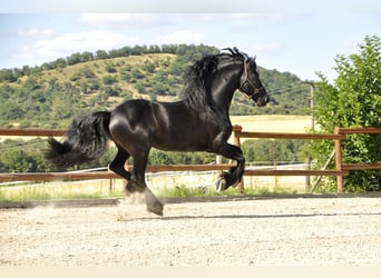 Konie fryzyjskie, Ogier, 8 lat, 166 cm, Kara