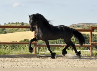 Konie fryzyjskie, Ogier, 8 lat, 166 cm, Kara