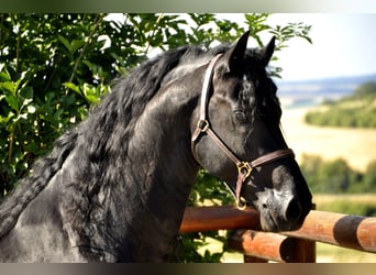 Konie fryzyjskie, Ogier, 8 lat, 166 cm, Kara