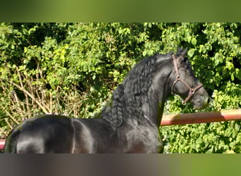 Konie fryzyjskie, Ogier, 8 lat, 166 cm, Kara