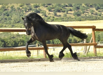 Konie fryzyjskie, Ogier, 8 lat, 166 cm, Kara