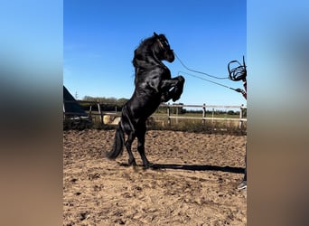 Konie fryzyjskie, Ogier, 8 lat, 170 cm