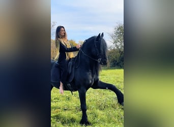 Konie fryzyjskie, Ogier, 8 lat, 172 cm, Kara