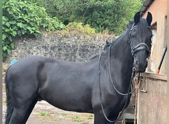 Konie fryzyjskie, Ogier, 8 lat, 170 cm, Kara