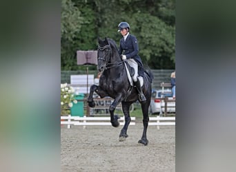 Konie fryzyjskie, Ogier, 12 lat, 171 cm, Kara