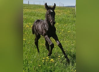 Konie fryzyjskie, Ogier, 11 lat, 157 cm, Kara