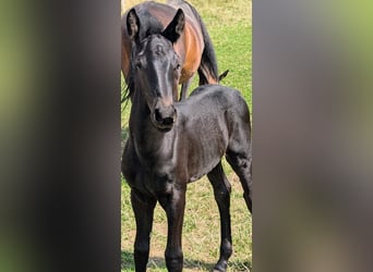 Konie fryzyjskie Mix, Ogier, Źrebak (07/2025), 162 cm, Kara