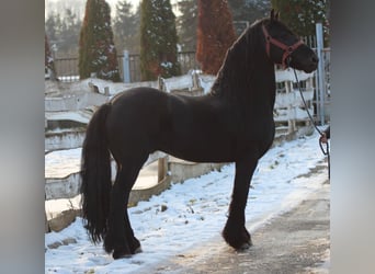Konie fryzyjskie, Ogier, Źrebak (04/2023), 165 cm, Kara