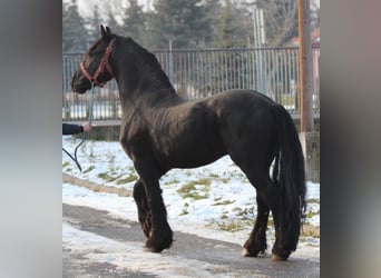 Konie fryzyjskie, Ogier, Źrebak (04/2023), 165 cm, Kara