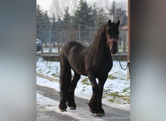 Konie fryzyjskie, Ogier, Źrebak (04/2023), 165 cm, Kara