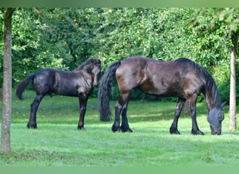 Konie fryzyjskie, Ogier, Źrebak (03/2023), 168 cm, Kara