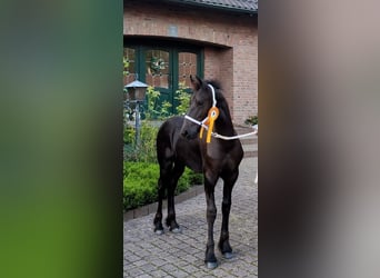 Konie fryzyjskie, Ogier, Źrebak (03/2023), 168 cm, Kara