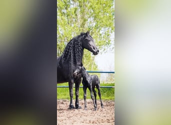 Konie fryzyjskie, Ogier, Źrebak (05/2023), 168 cm, Kara