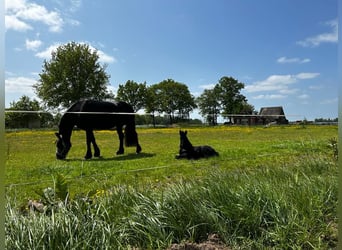 Konie fryzyjskie, Ogier, Źrebak (05/2023), 168 cm, Kara