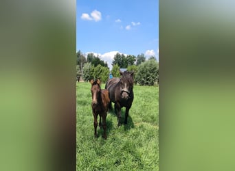 Konie fryzyjskie Mix, Ogier, Źrebak (05/2023), Kara